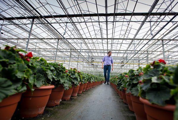Inside one of our greenhouses