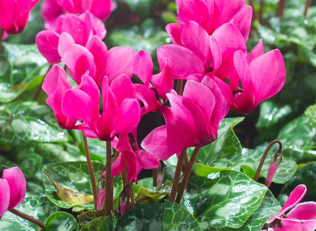 Pink cyclamen