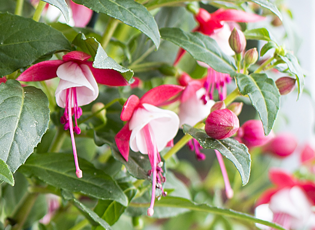 Fuchsia