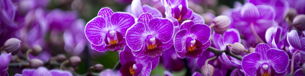 Orchids