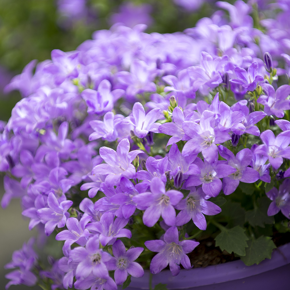 Campanula