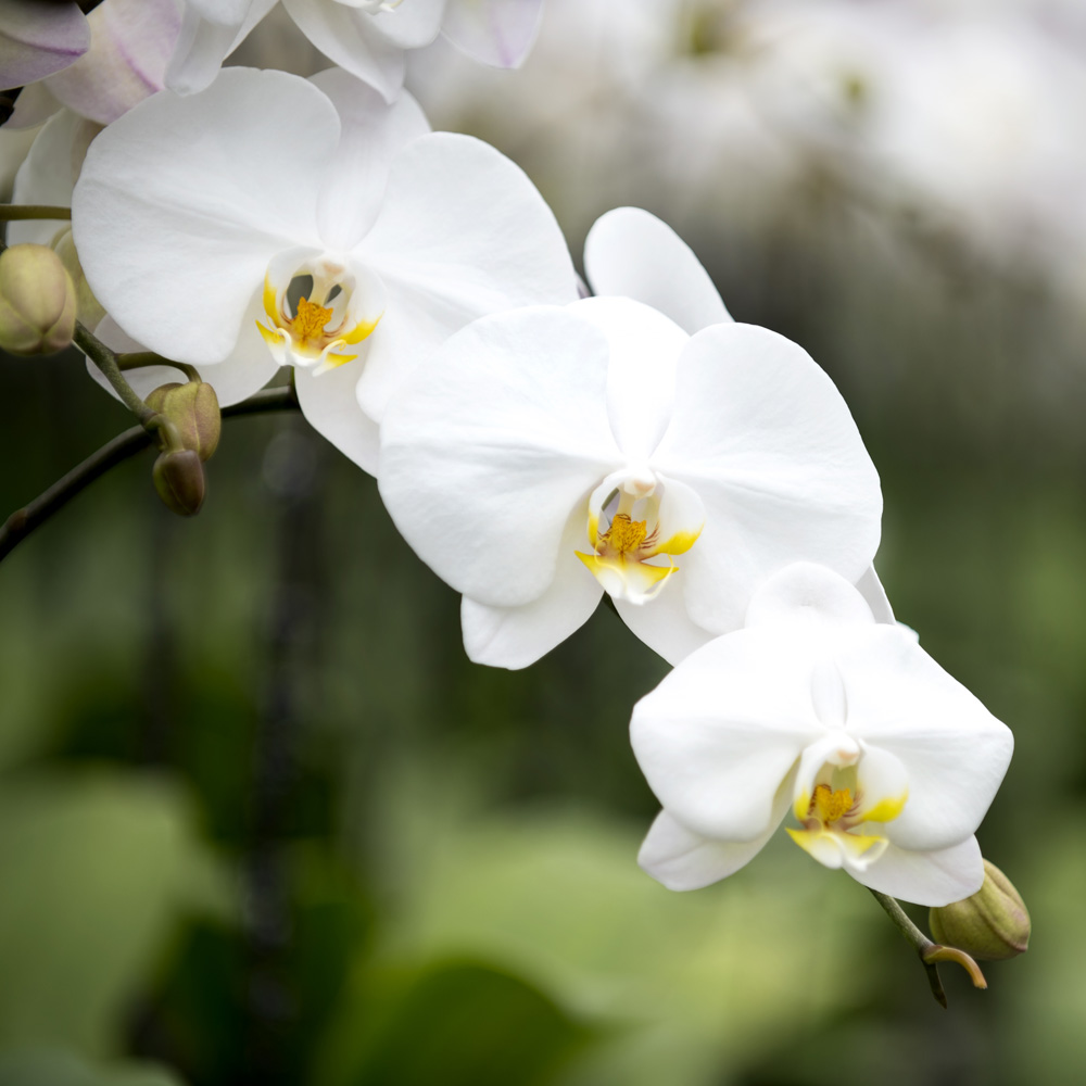 Mini Orchid