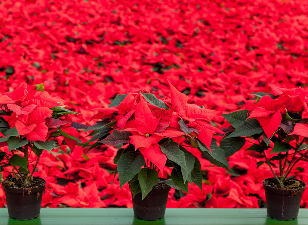 Poinsettia