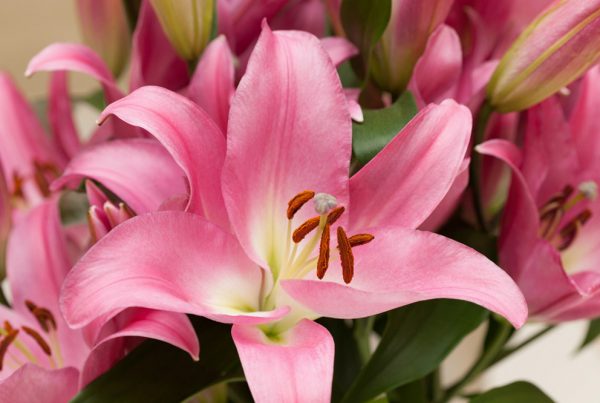 Oriental lily indoor
