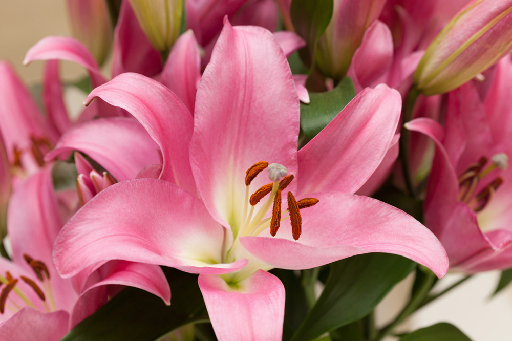 Oriental lily indoor
